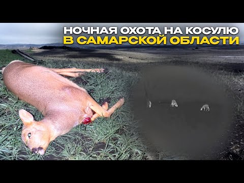 Видео: Охота с подхода на косулю с тепловизором ARKON ARMA HR50L
