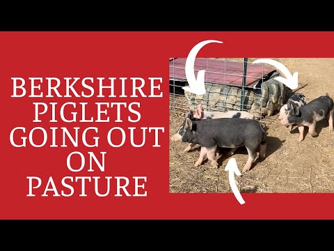 Видео: Выращивание беркширских свиней на пастбище — поросята породы Нью-Беркшир на ферме
