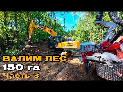 Видео: Харвестер пилит лес. Вырубка 150 ГА под аэропорт в г. Владимир