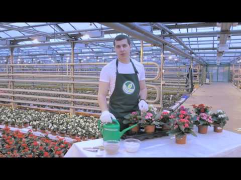 Видео: Правильный уход за цветущим Каланхоэ