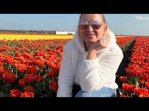 Видео: Більше не треба іхать на край землі щоб побачити як цвітуть тюльпани