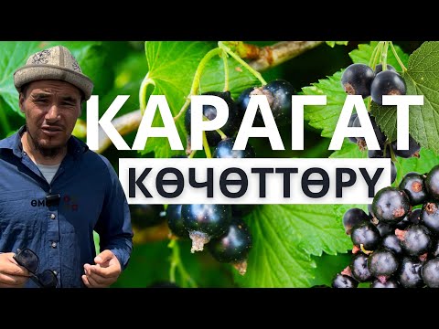 Видео: Карагатты КОМБАЙН менен ТЕРЕ ТУРЧУ заман | Азамат Маджиков