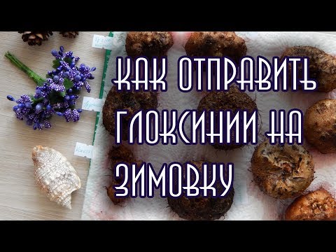 Видео: КАК ОТПРАВИТЬ ГЛОКСИНИИ НА ЗИМОВКУ ❄️ Период покоя глоксиний ❄️ Обработка клубней