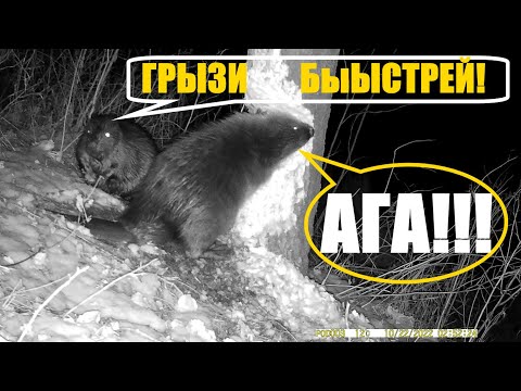 Видео: БОБРЫ В СПЕШКЕ ГРЫЗУТ ДЕРЕВО. Скоро зима нужны припасы. ОХОТА НА БОБРА (ч.2).