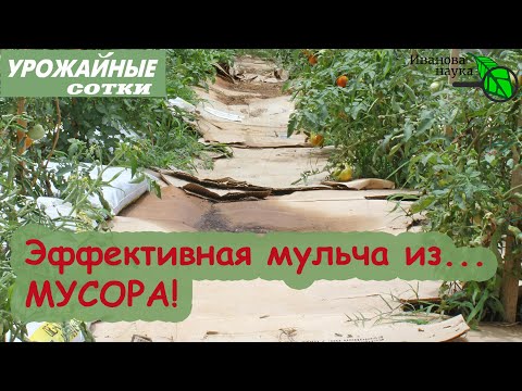 Видео: Разве так можно?  Мульчирование картоном.