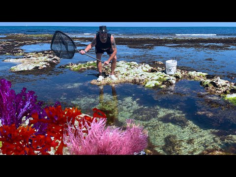 Видео: Ultra LOW Tide + New CORAL еще раз взгляните на наш НОВЫЙ АКВАРИУМ