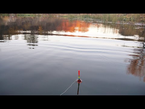 Видео: Ловля плотвы и голавля  в октябре. Рыбалка на реке.