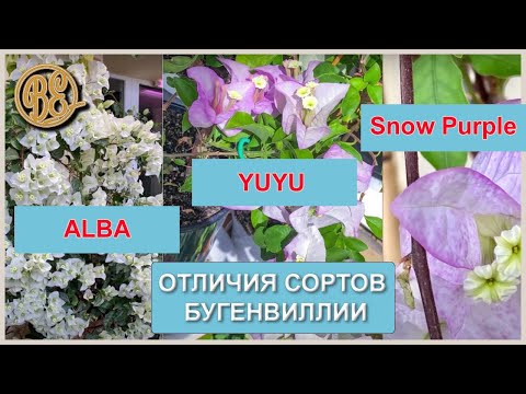 Видео: Отличие сортов бугенвиллии