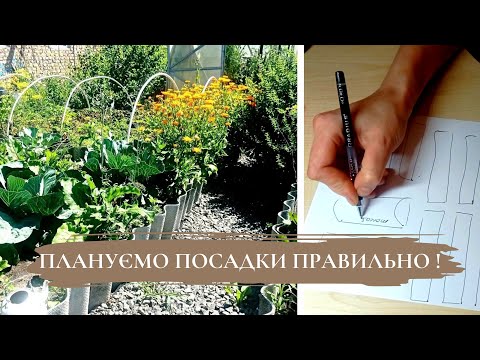 Видео: СУМІСНІСТЬ ОВОЧЕВИХ КУЛЬТУР 🥒🍅🌽//Малюю макет городини і планую правильно посадки ✔️#город #рослини