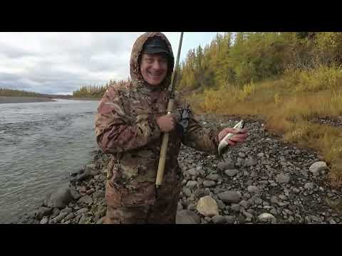 Видео: Осенний жор хариуса Норильск
