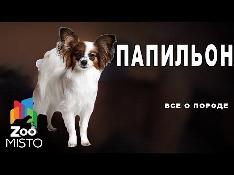 Видео: Папильон - Все о породе собаки | Собака породы папильон