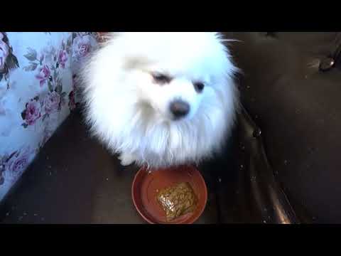 Видео: Влог от 20.03.2025