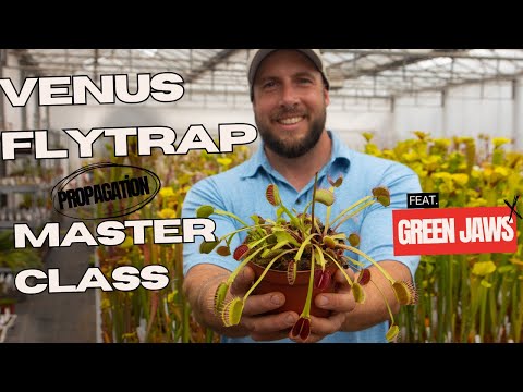 Видео: Мастер-класс по размножению венериной мухоловки