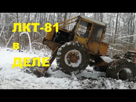 Видео: Трактор трелевочный LKT-81 за работой| как делают дорогу для лесовозов