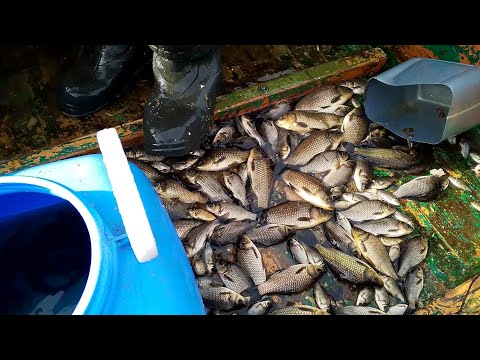 Видео: Как поймать карася НА ЗИМУ?! / РЫБАЛКА В НОРОТ!