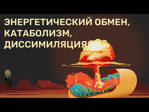 Видео: Катаболизм (клеточное дыхание, диссимиляция, энергетический обмен).