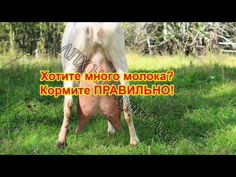 Видео: Как кормить высокоудойную козу, чтоб было много молока?