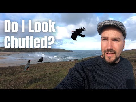 Видео: Охота на самого редкого ворона в Великобритании