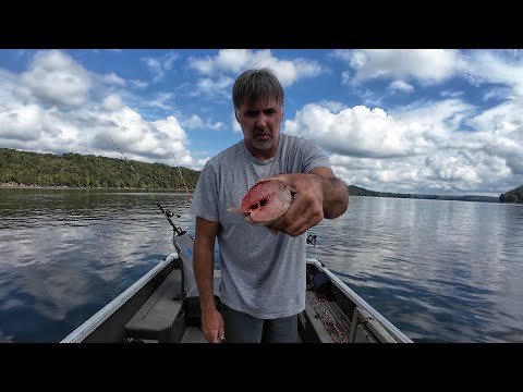 Видео: Когда наживка, которой вы пользуетесь, сделает вас или сломает вас