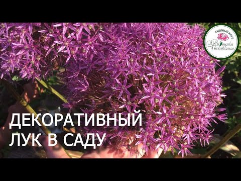 Видео: ДЕКОРАТИВНЫЙ ЛУК В САДУ