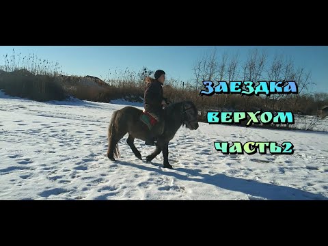 Видео: ЗАЕЗДКА ЖЕРЕБЦА ПОНИ В СЕДЛО. Шетлендский пони. Часть 2