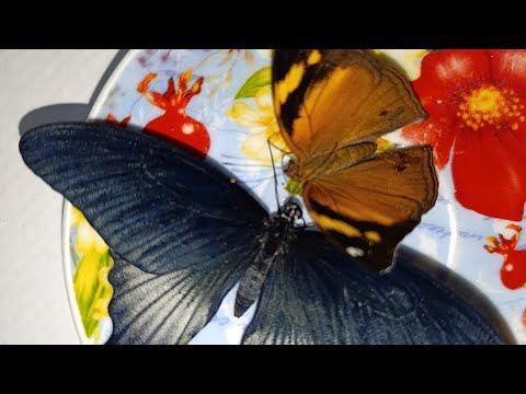 Видео: Бабочкарий.