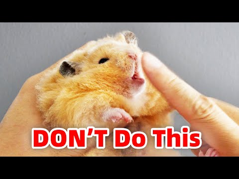 Видео: Как подобрать хомяка, не будучи укушенным | How To Pick Up Hamsters Without Being Bitten