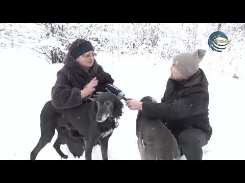 Видео: ТАЗЫ - ҰЛТТЫҚ БРЕНД / АБАДАН / 09.11.2025