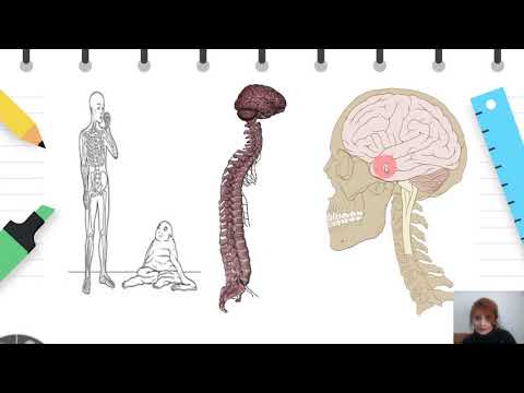 Видео: IV одделение - Природни науки - Функција на скелетот