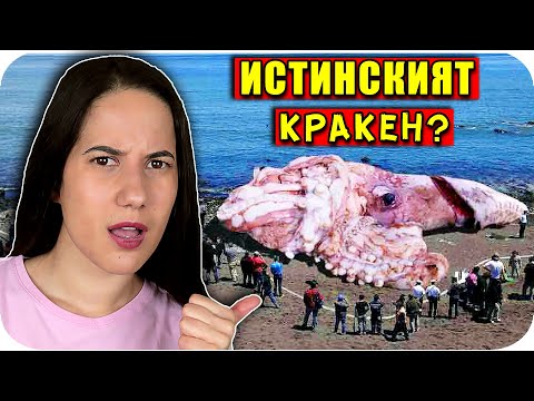 Видео: ТОП 10 НЕВЕРОЯТНИ МОРСКИ ЖИВОТНИ, за които НЕ ЗНАЕТЕ