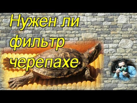 Видео: Нужен ли фильтр в аквариуме с черепахой?