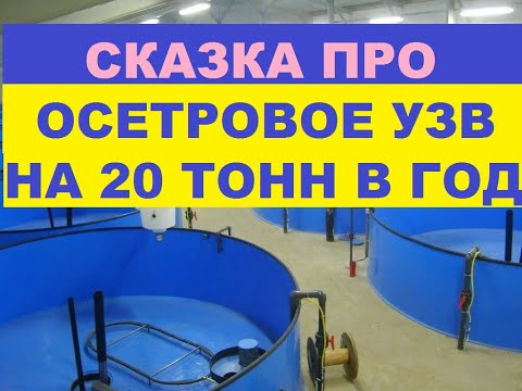 Видео: СКАЗКА ПРО ОСЕТРОВОЕ УЗВ НА 20 ТОНН В ГОД