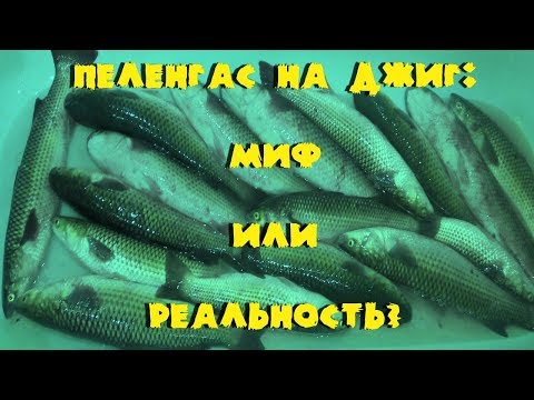 Видео: Пеленгас на джиг:миф или реальность!