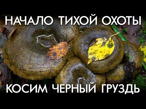 Видео: НАЧАЛО ТИХОЙ ОХОТЫ 2021 / КОСИМ ЧЕРНЫЙ ГРУЗДЬ