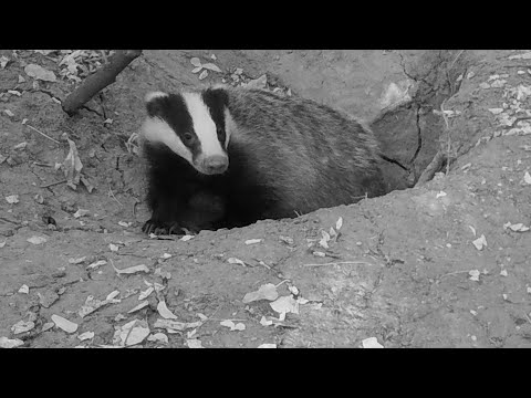 Видео: Дивата природа на България с Борис Николов: Язовец (еп. 2)