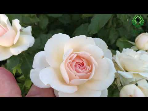 Видео: Эффектные светлые розы и их сочетаемость с другими красотками