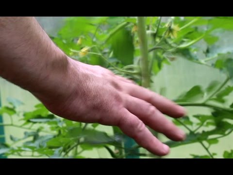 Видео: Опыление томатов