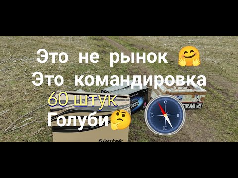 Видео: Голуби 60 штук 50% голубятни в командировку Pigeons 60 pieces 50% dovecote on a business trip