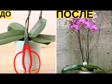 Видео: И Ваша орхидея будет цвести круглый год. 7 важных секретов по уходу за орхидеями | Я знаю