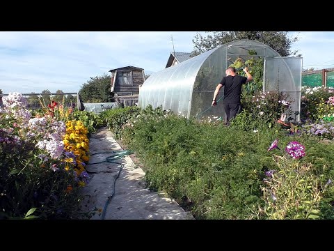 Видео: Копаем картошку лопатой. Собираем урожай. Деревенский город.