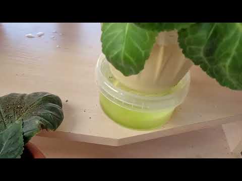 Видео: МОМЕНТАЛЬНЫЙ РОСТ ГЛОКСИНИЙ ПОСЛЕ КАРДИНАЛЬНОЙ СРЕЗКИ ПО ПЕРВУЮ ПАРУ ЛИСТЬЕВ. 11.04.22