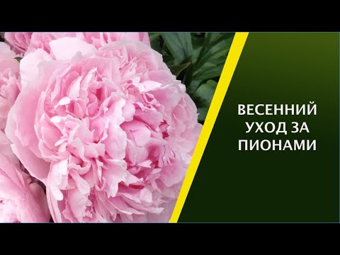 Видео: ВЕСЕННИЙ УХОД ЗА ПИОНАМИ! НА ЧТО ОБРАТИТЬ ВНИМАНИЕ