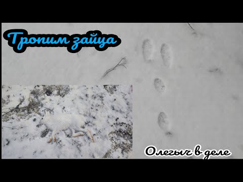 Видео: Как тропить зайца беляка. Затропил и добыл зайчика. Охота в ХМАО. Наконец то снег...