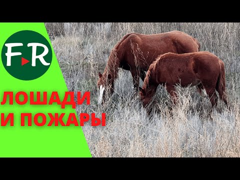 Видео: Как лошади борются с пожарами? Пойма зарастает - разводите лошадей!