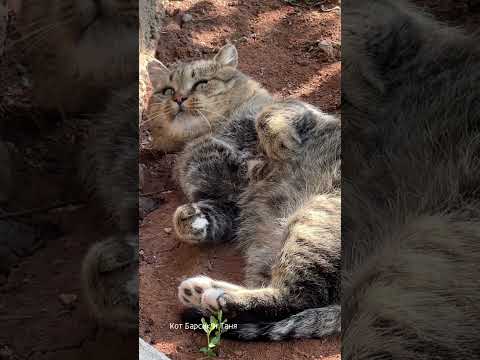 Видео: ✨Я и уральский виноград✨ Me and the Ural grapes✨Barsik #catvideos #barsik #cute