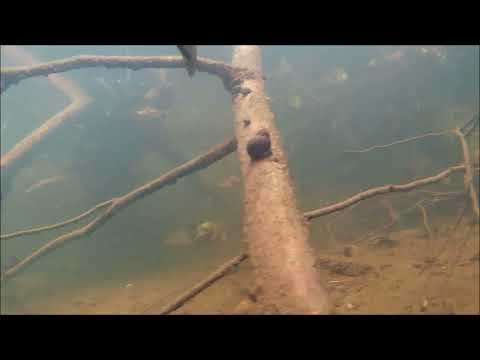 Видео: Охота по корчам