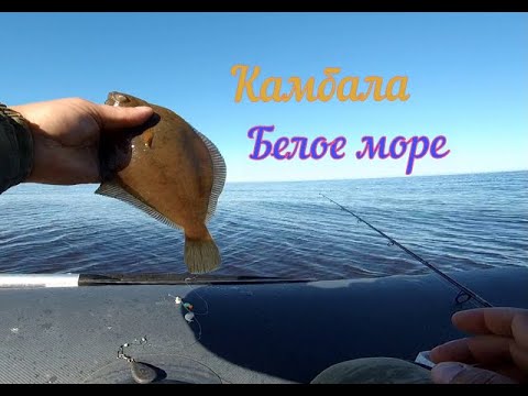 Видео: КАМБАЛА /БЕЛОЕ МОРЕ