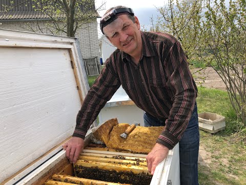 Видео: Как развивается семья пчел весной