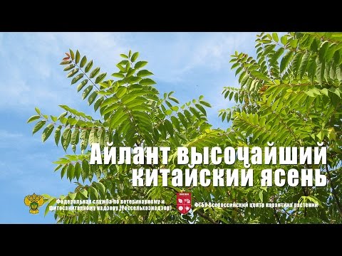 Видео: Айлант высочайший, китайский ясень (Ailanthus altissima (Mill.) Swingle)