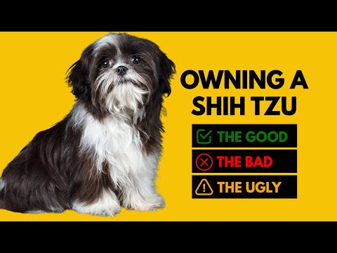 Видео: Владеть ши-тцу: хорошо, плохо, ужасно